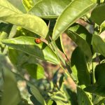 Los insectos empiezan a aparecer como si fuera promavera en Córdoba