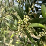Trama del olivo a mediados de febrero en Huelva