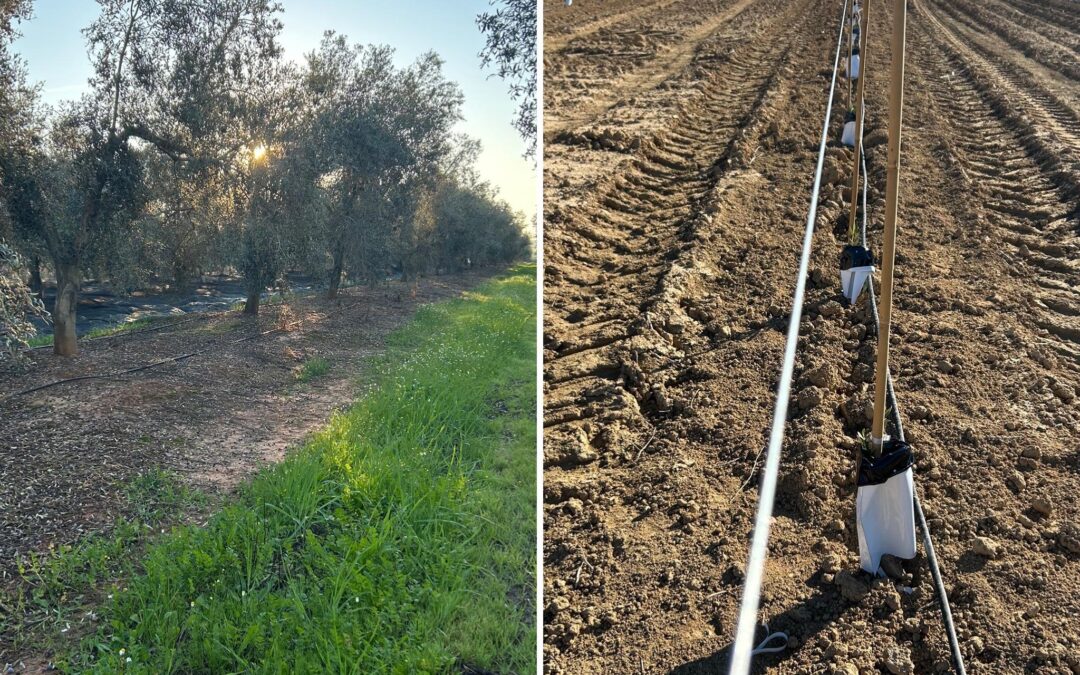 Olivar nuevo frente a olivar tradicional