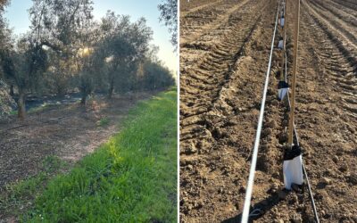 Olivar nuevo frente a olivar tradicional
